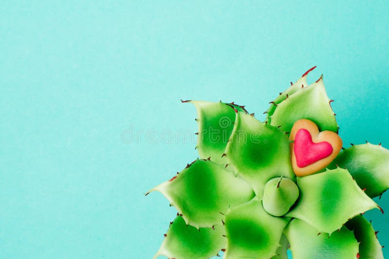 Succulent flower with heart cookie on turquoise background stock photo Succulent flower with heart cookie on turquoise background stock photo
