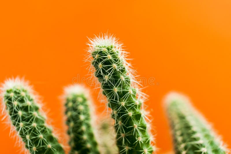 Succulent green cactus stems on bright orange background.