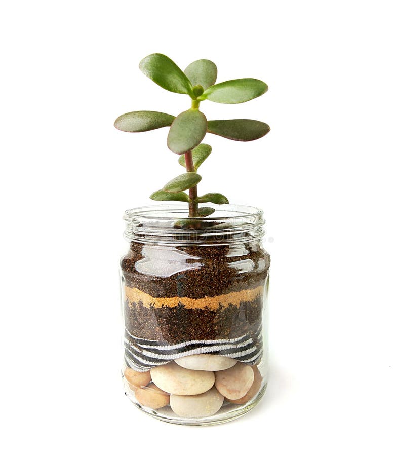 Jade plant succulent seedling in glass jar. Succulent houseplant, crassula ovata, commonly known as jade plant, friendship tree, lucky plant, money tree cutting stock photo