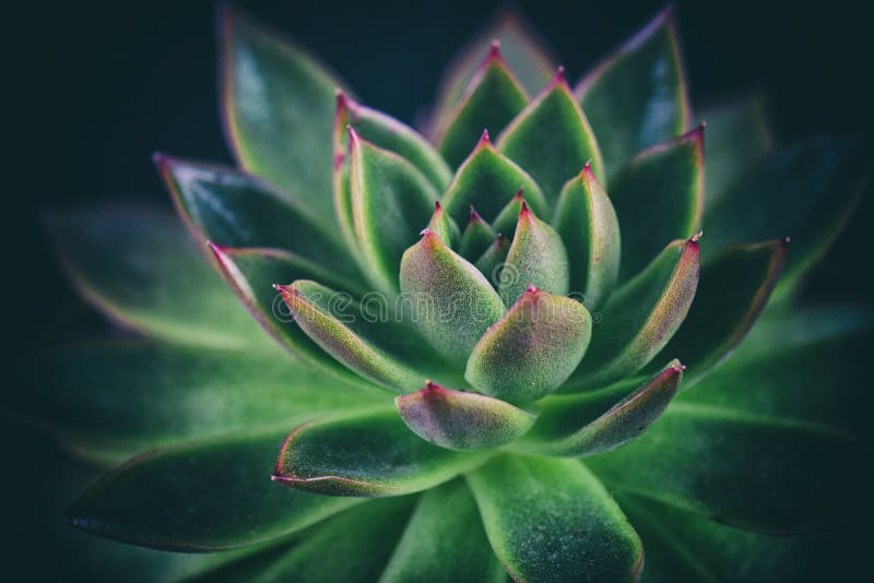 Succulent macro detail