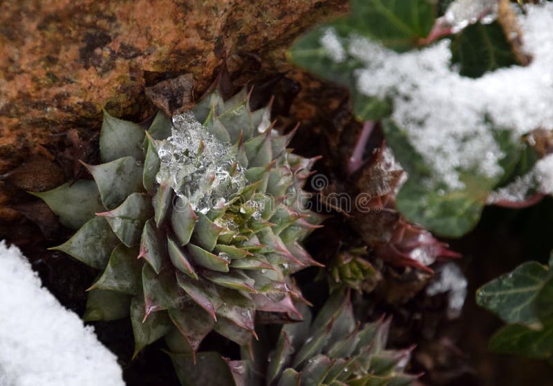 Succulent in melting snow, nature background