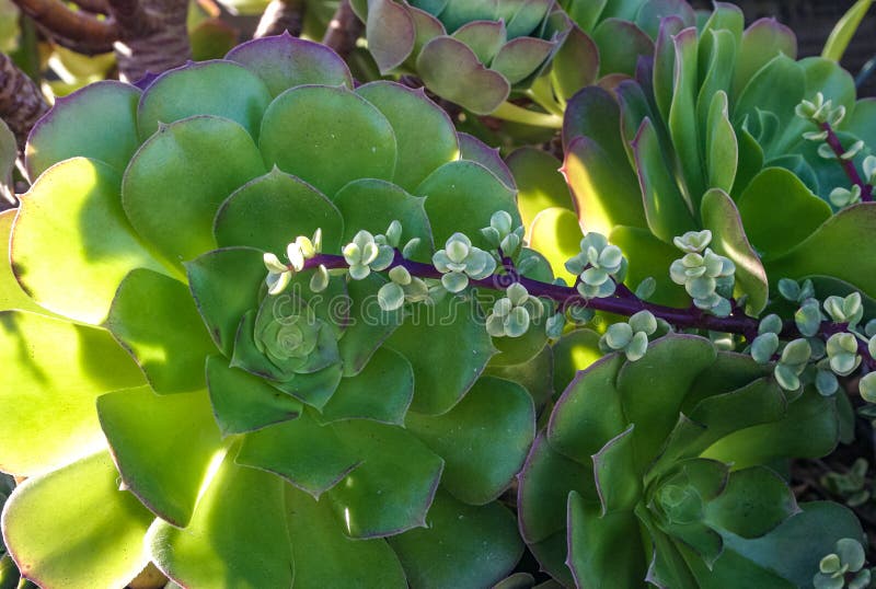 Succulents with succulent leaves in a flowerbed in Avalon on Catalina Island in the Pacific Ocean, California. Succulents with succulent leaves in a flowerbed in Avalon on Catalina Island in the Pacific Ocean, California.