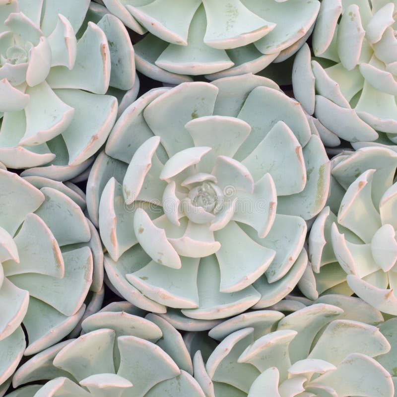 Succulent plant