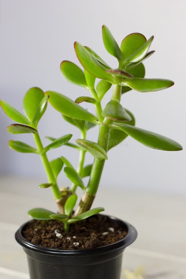 The Succulent Plant Crassula Ovata Known As Jade Plant or Money Plant ...