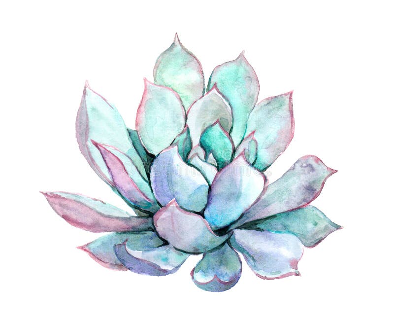 Succulent Plant Hand Painted Watercolor Botanical Illustration Stock Illustration Illustration Of Painted Nature 221559945