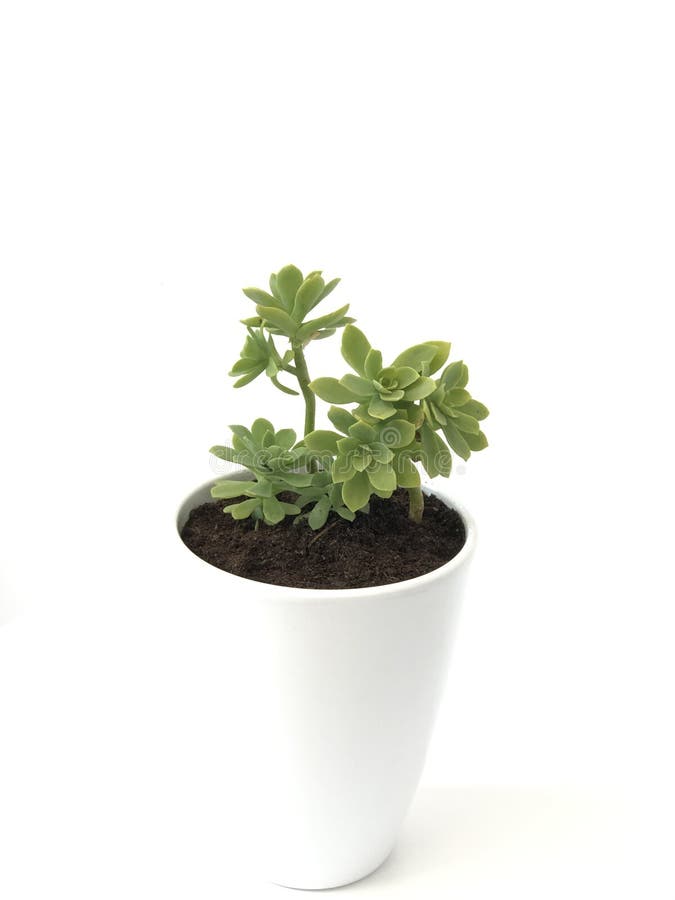 Succulent Plant Housed in a White Pot Vase in the Office. Stock Photo Image of grow