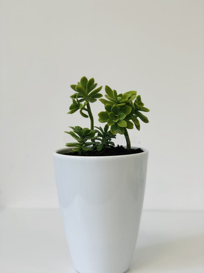 Succulent Plant Housed in a White Pot Vase in the Office. Stock Image Image of botany