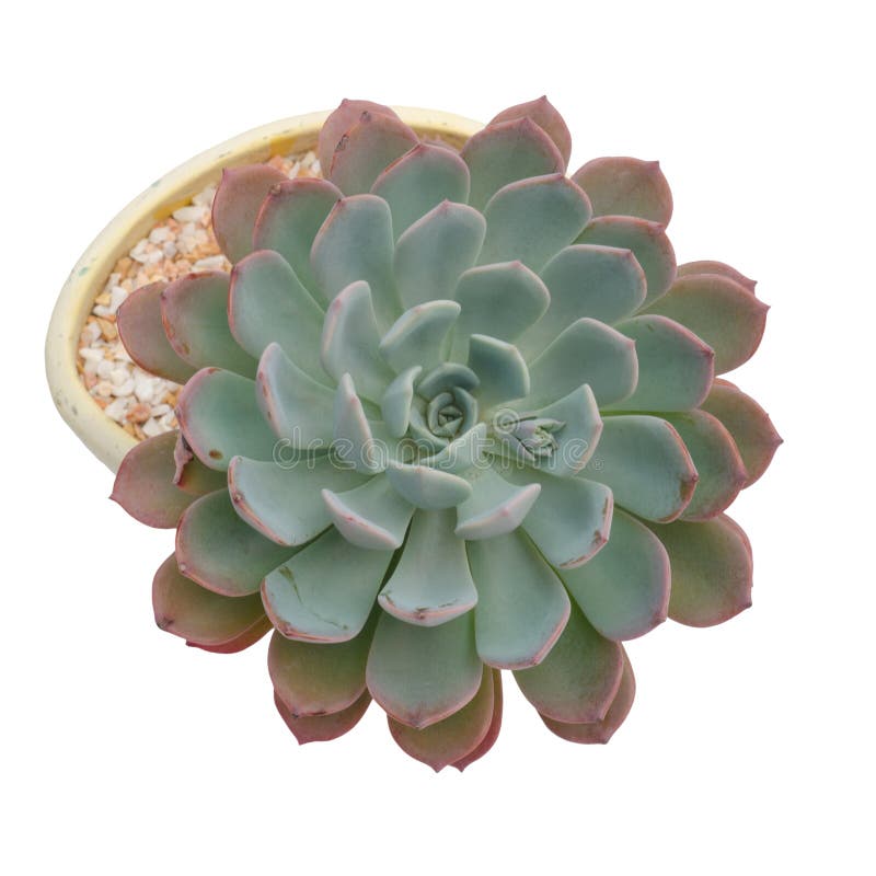 Succulent plant