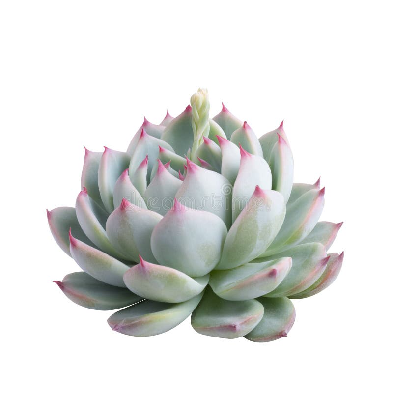 Succulent plant isolated stock image Succulent plant isolated stock image