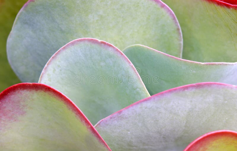 Succulent plant leaves stock photo. Image of green, edges 25442100