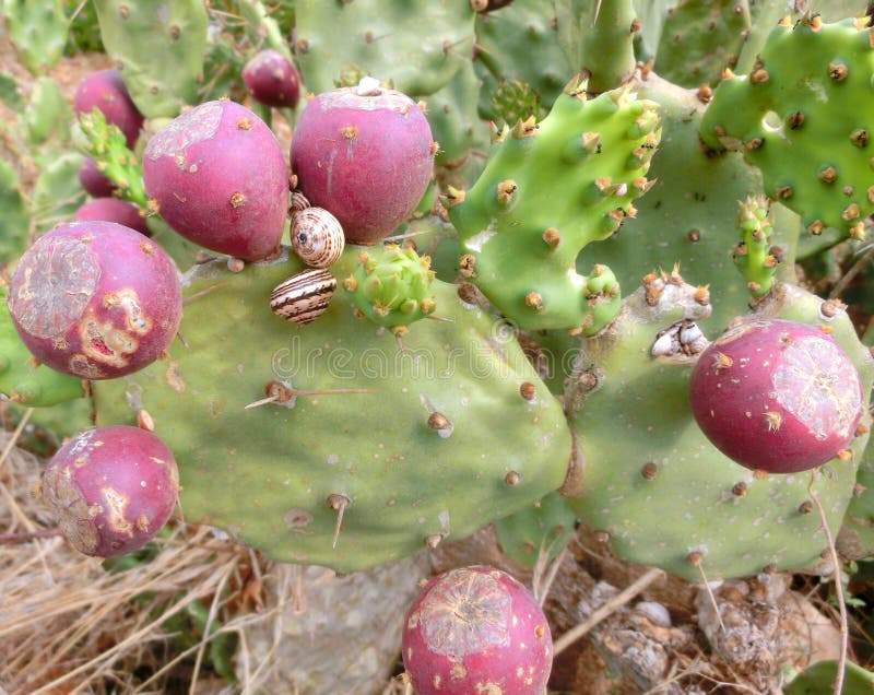 Succulent Plant with Prickly Pear Stock Image Image of snail, african