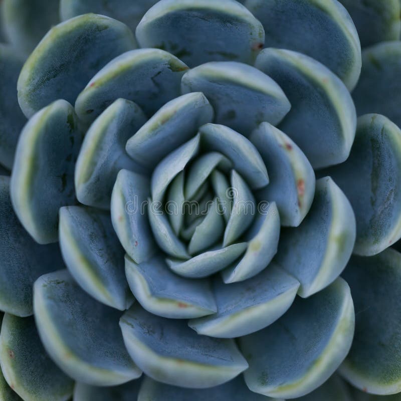 Succulent plant / symmetrical pattern / nature.