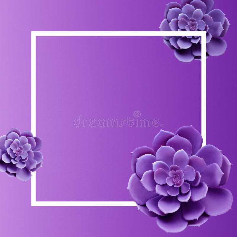 Succulent Plant Top View in Purple Color with Frame Space Stock Photo