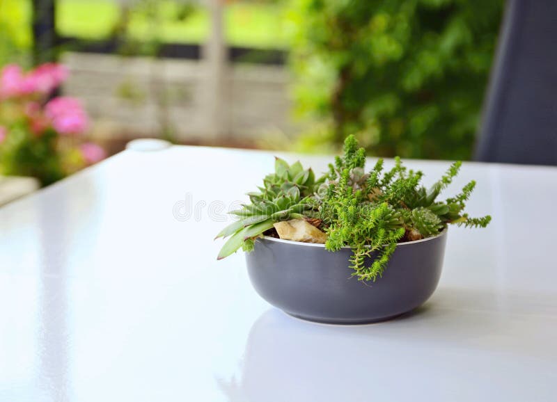 Succulent Plants in the Ceramic Pot Stock Image Image of decorative