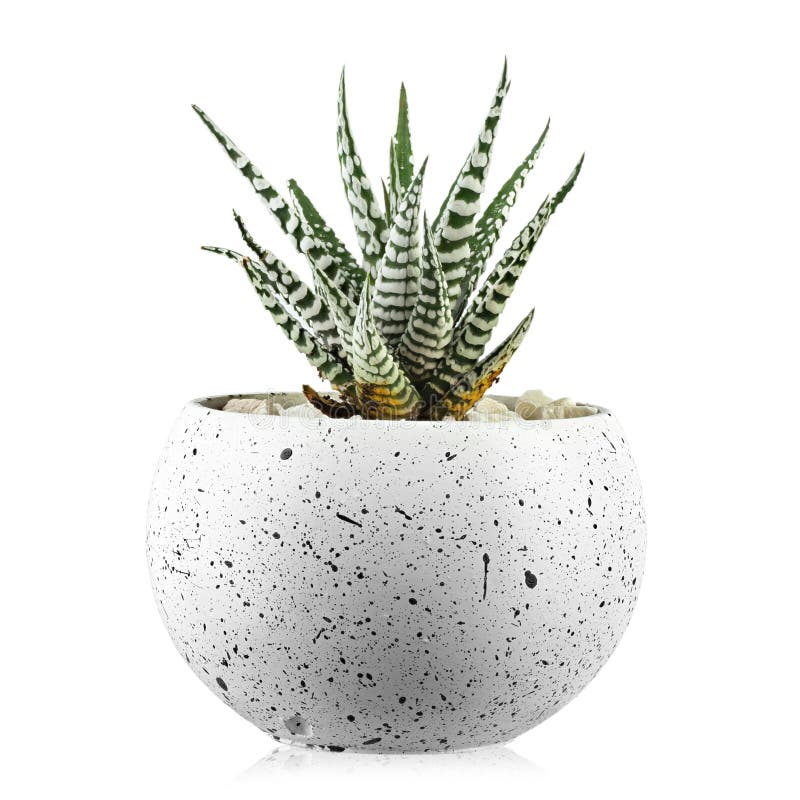 Succulent plants. Small green cactus plant in a pot isolated on white background