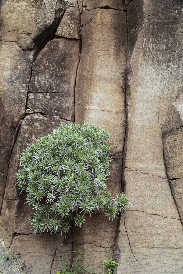 Succulents are Plants that Settle in the Most Difficult Places in