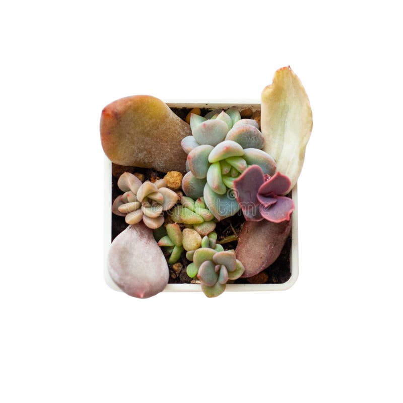 Succulent Propagation from Leaves. Small Succulent Garden Isolated on