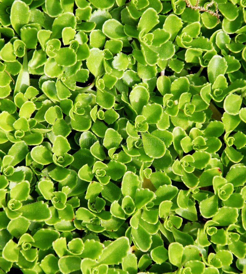 Green carpet of vegetation. Succulent style plants covering a space like a rug. Green carpet of vegetation. Succulent style plants covering a space like a rug