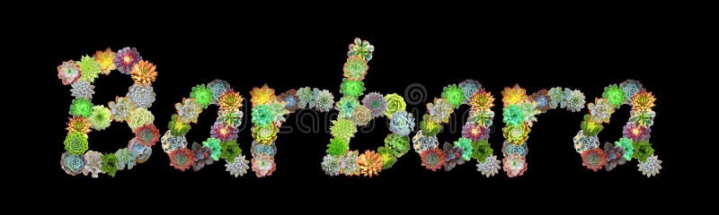 Succulente Naam Barbara Stock Illustratie. Illustration Of Bloem - 85443704