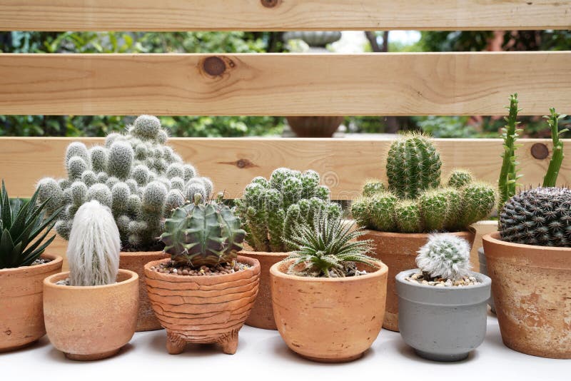 Succulents and Cactus in different clay pots on the white table. Succulents and Cactus in different clay pots on the white table