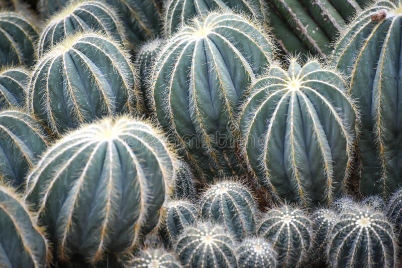 Succulenti graduati differenti, cactus con Pricklies fotografia stock libera da diritti Succulenti graduati differenti, cactus con Pricklies fotografia stock libera da diritti