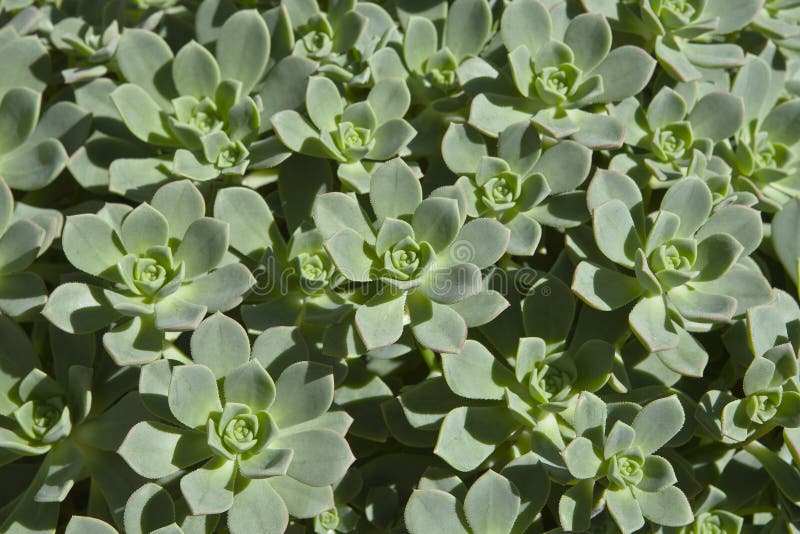 Succulents in Andalusia III