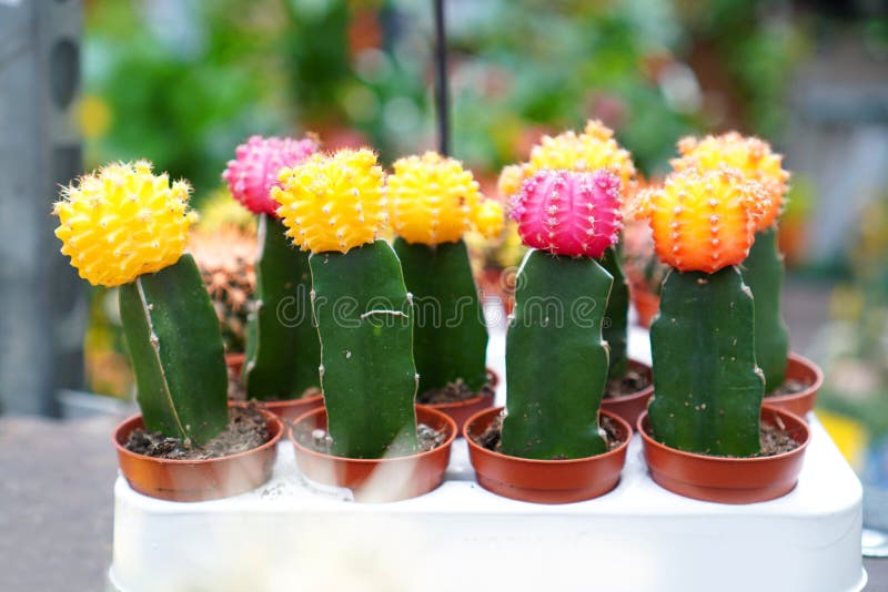 Succulents Cacti for sale stock image. Image of decoration 168974343