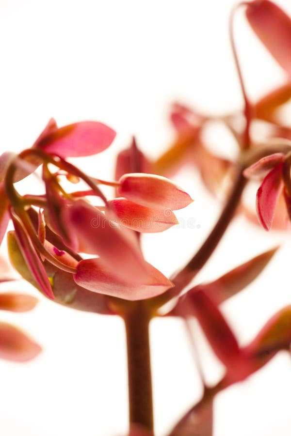 Succulents, cactus, danza de la mariposa, plantas del follaje, flores rosadas, foto de archivo Succulents, cactus, danza de la mariposa, plantas del follaje, flores rosadas, foto de archivo