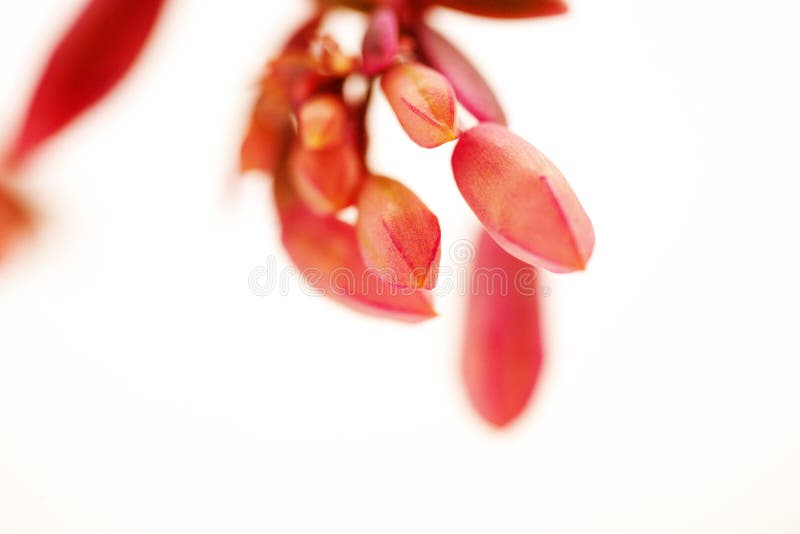 Succulents, cactus, danza de la mariposa, plantas del follaje, flores rosadas, imagen de archivo Succulents, cactus, danza de la mariposa, plantas del follaje, flores rosadas, imagen de archivo