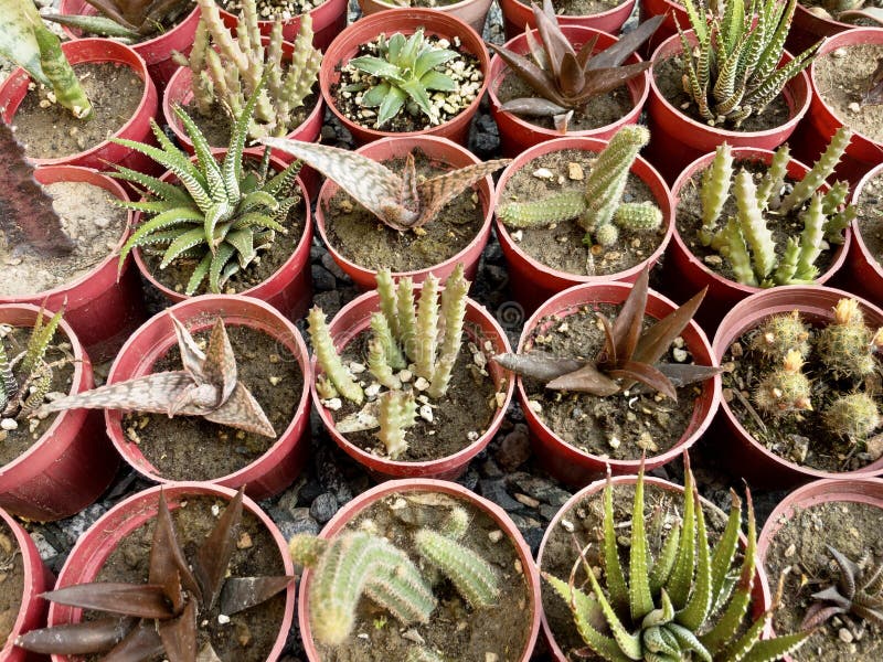 Display of Succulents and Cactus on a Shelf Stock Photo Image of