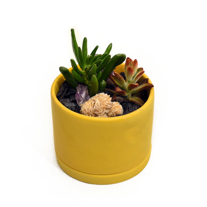 Succulents and Desert Rose Crystal in a Yellow Pot Stock Photo Image