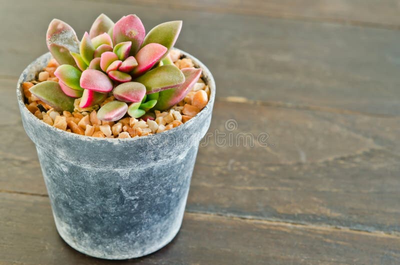 Succulents Echeveriarunyonii Rose Stockfoto Bild von