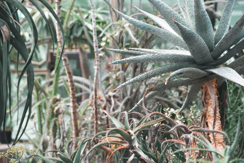 succulents and aloe plants in tropical garden. succulents and aloe plants in tropical garden