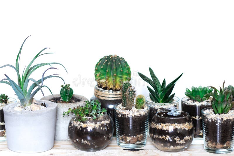 Succulents in modern monimalistic pots, cactus on wooden table against white background, plants indoor. Succulents in modern monimalistic pots, cactus on wooden table against white background, plants indoor
