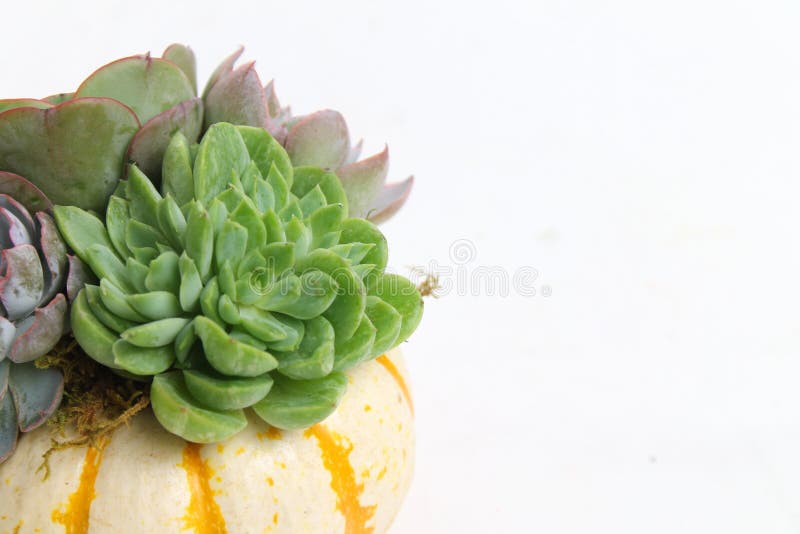 Succulents Fall Pumpkin Wallpaper Banner Stock Image - Image of foliage,  thanksgiving: 160222363