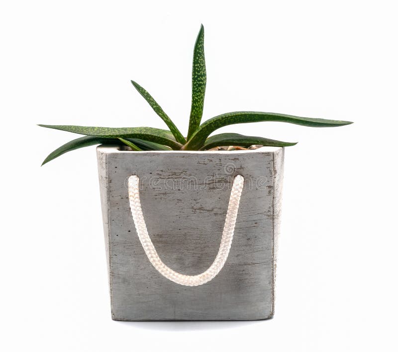 Mix of Succulents Flower Pots for Sale Stock Photo Image of