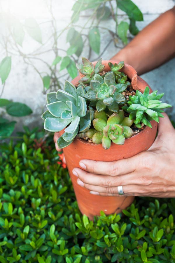 Succulents in broken pottery, Stylish gardening cactus. Succulents in broken pottery, Stylish gardening cactus