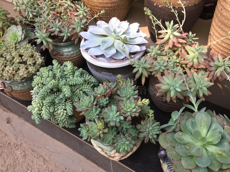 Some cute succulents in flower pot for sale