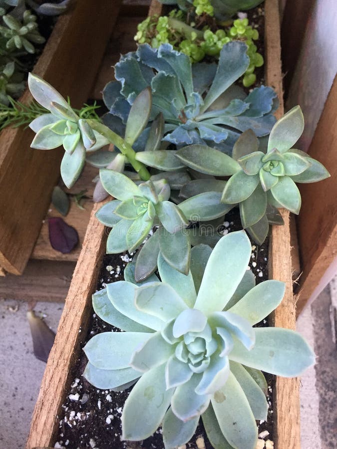 Little succulents growing in wooden flowerpot. Little succulents growing in wooden flowerpot.