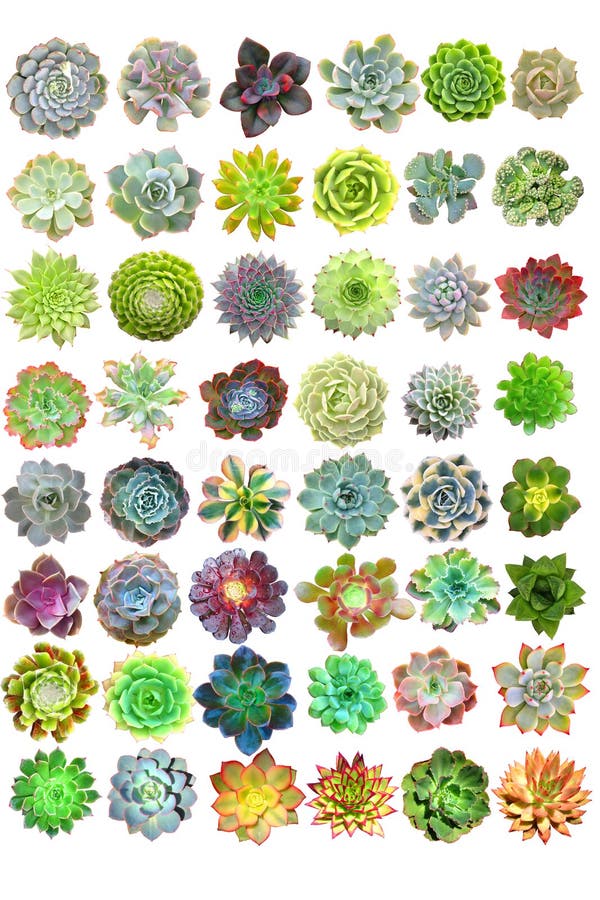 Succulents Isolated