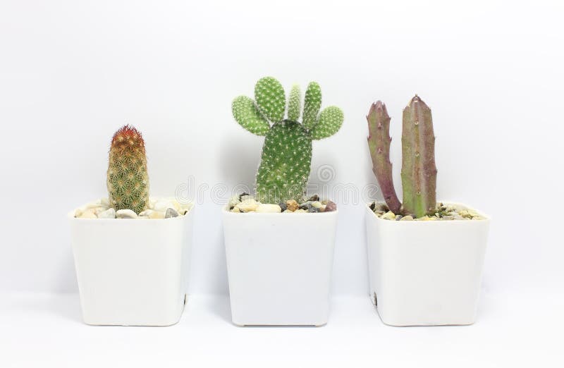 download small house plants download small house plants