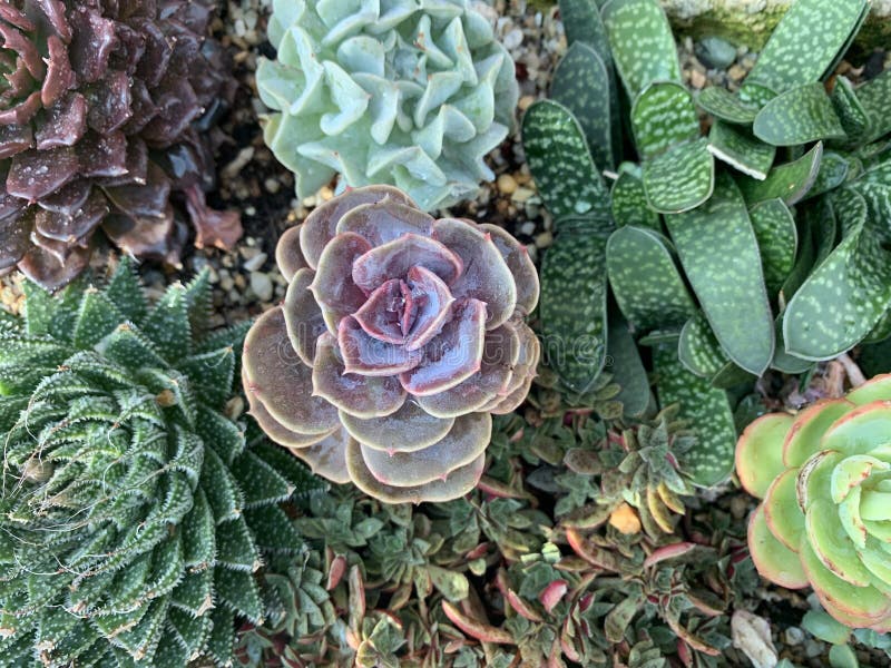 succulents στοκ εικόνες με δικαίωμα ελεύθερης χρήσης succulents στοκ εικόνες με δικαίωμα ελεύθερης χρήσης