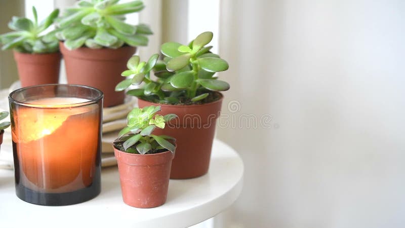 Succulents και κεριά, άνετη άσπρη Σκανδιναβική κινηματογράφηση σε πρώτο πλάνο εγχώριων διακοσμήσεων