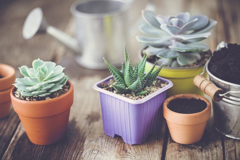 Succulents, ведро почвы и моча чонсервная банка. Succulents в баках, ведре с почвой и моча чонсервной банке Засаживать и забота комнатных растений и цветков