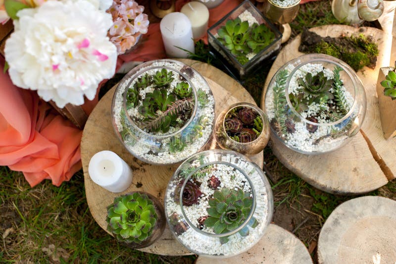 Succulents во внутреннем художественном оформлении свадеб стоковые изображения rf Succulents во внутреннем художественном оформлении свадеб стоковые изображения rf