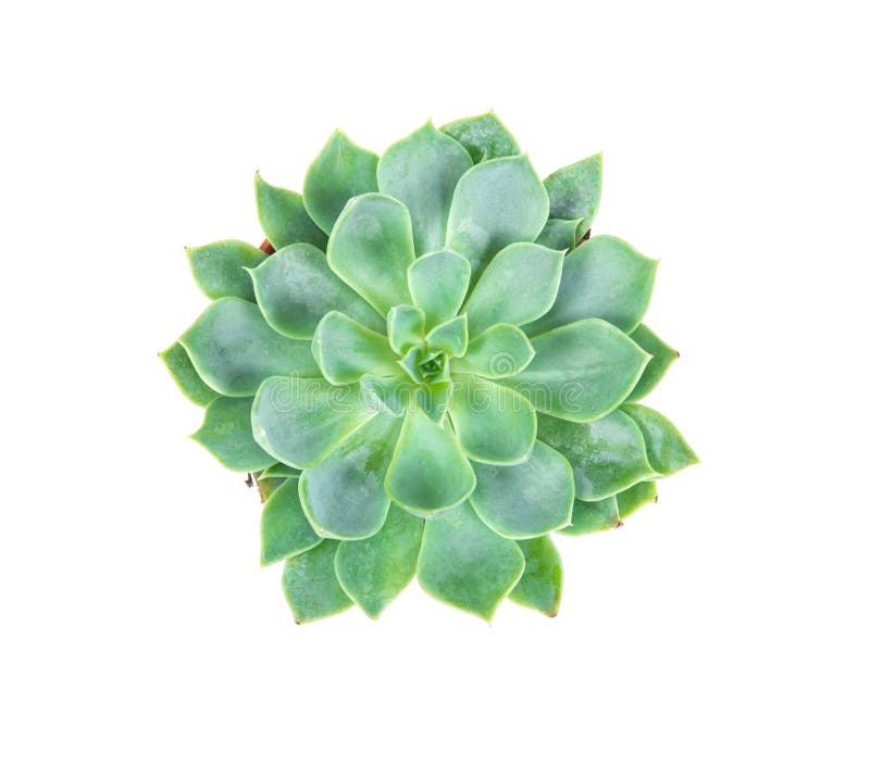 Succulentsinstallatie in pot op witte achtergrond, lucht of hoogste vi royalty-vrije stock afbeelding Succulentsinstallatie in pot op witte achtergrond, lucht of hoogste vi royalty-vrije stock afbeelding