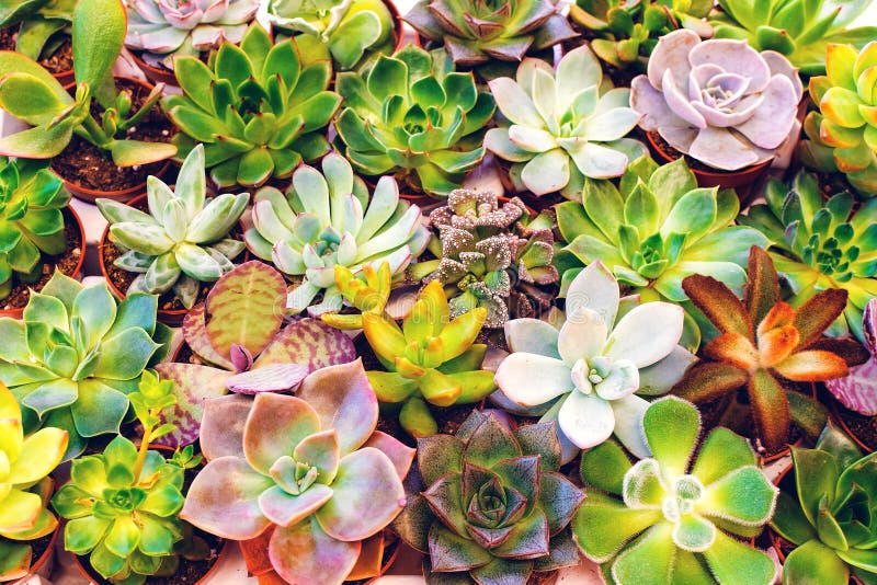 Succulentus.Beautiful background of many succulents