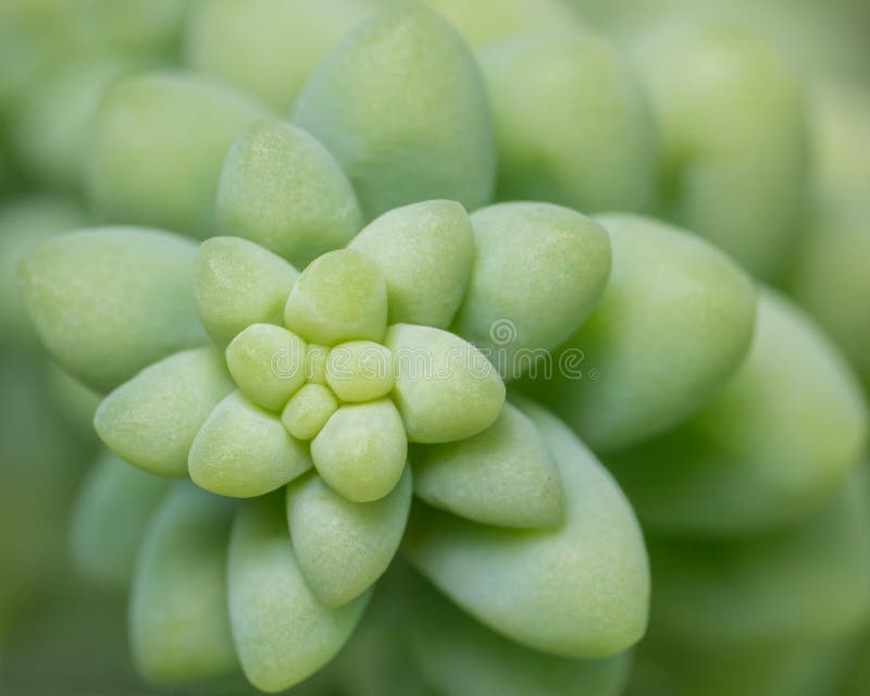Succulenza sviluppantesi a spirale II immagine stock Succulenza sviluppantesi a spirale II immagine stock