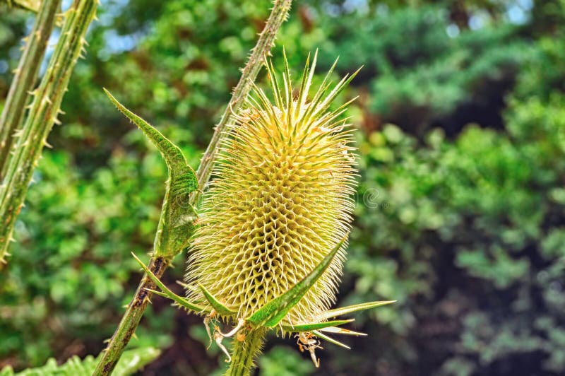 Sucha kłująca trawa Teasels zbliżenie na zielonym tle obraz stock Sucha kłująca trawa Teasels zbliżenie na zielonym tle obraz stock
