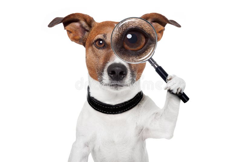 Dog with magnifying glass and searching. Dog with magnifying glass and searching